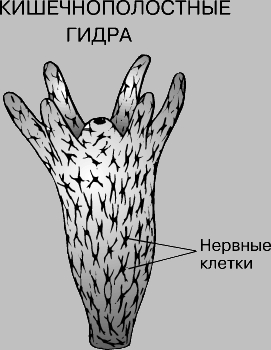 Зайти на кракен тор